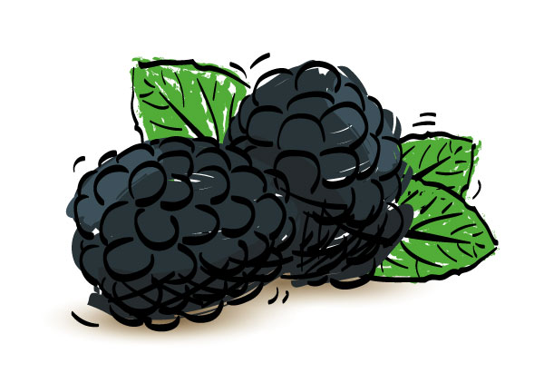 dalhousie blackberries